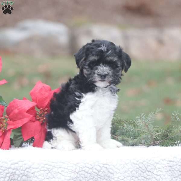 Daisy, Maltipoo Puppy